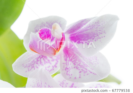 淺粉紅色迷笛蝴蝶蘭在白色背景上採取特寫 淺粉紅色迷笛蝴蝶蘭在白色背景上採取特寫 67779538