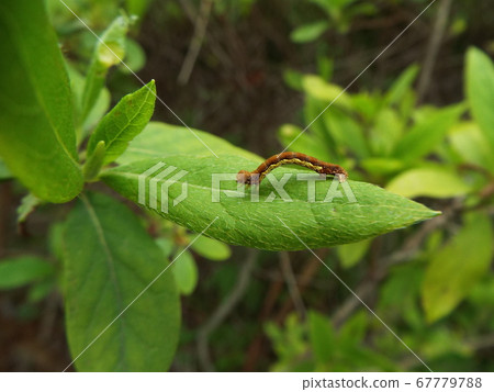 Chabanef Yueda Shak Larva Chabanef Yueda Shak Larva 67779788