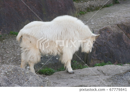 Mountain Goat Mountain Goat 67779841