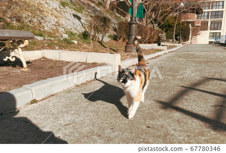Lovely Cat On The Promenade Lovely Cat On The Promenade 67780346