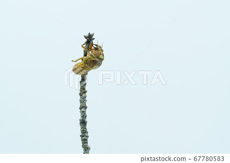 Emergence of Abra Zemi 67780583