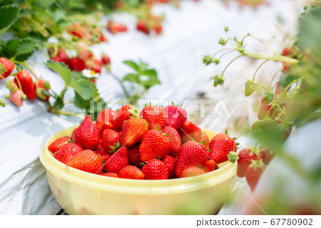 Strawberry picking strawberry house 67780902