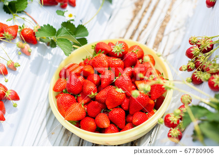 草莓採摘草莓屋 67780906