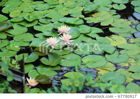 睡蓮鮮花 睡蓮鮮花 67780917