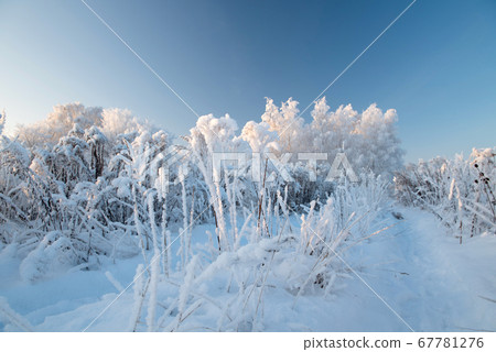 Winter landscape with snowy trees Winter landscape with snowy trees 67781276