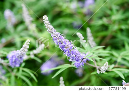 Carrot carrot Carrot carrot 67781499