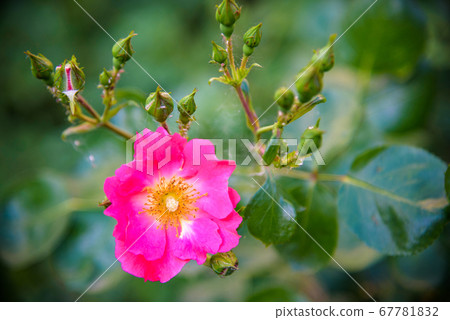 picture of an easy red Rosa nutkana flower that 67781832