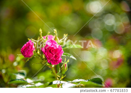 picture of an easy red Rosa nutkana flower that picture of an easy red Rosa nutkana flower that 67781833