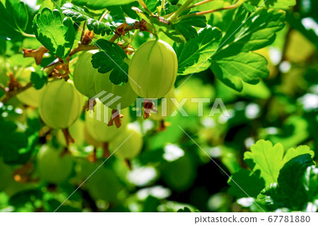 Gooseberry fruits on branches (close-up) 67781880