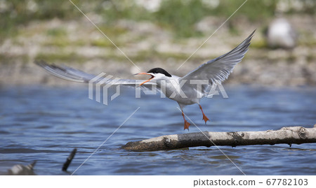Common tern (Sterna hirundo) at Marker Wadden (the 67782103