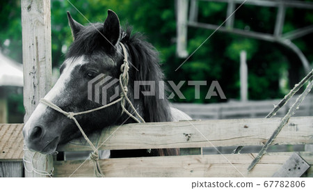 Little black and white horse standing in the paddock outdoors 67782806
