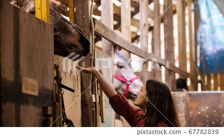 Young woman feeding brown horse in paddock Young woman feeding brown horse in paddock 67782839