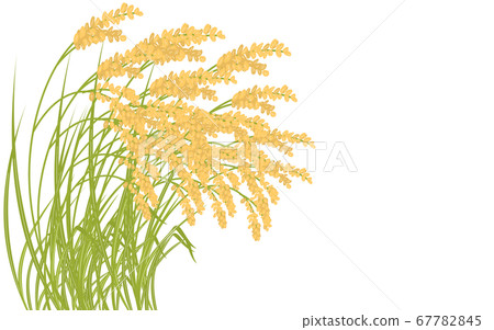 Background material, illustration of harvested rice 67782845