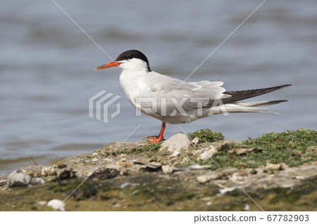 Common tern (Sterna hirundo) at Balgzandpolder 67782903