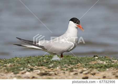 Common tern (Sterna hirundo) at Balgzandpolder 67782906