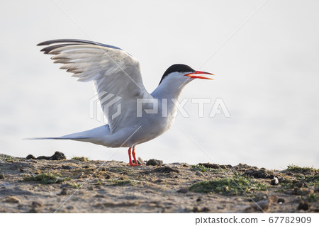 Common tern (Sterna hirundo) at Balgzandpolder 67782909