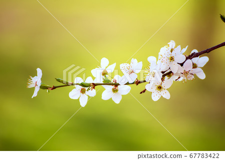 Plum spring flowers Plum spring flowers 67783422