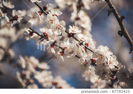 Apricot tree blossoms Apricot tree blossoms 67783423