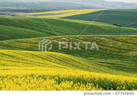 Rapeseed yellow green field in spring 67783640