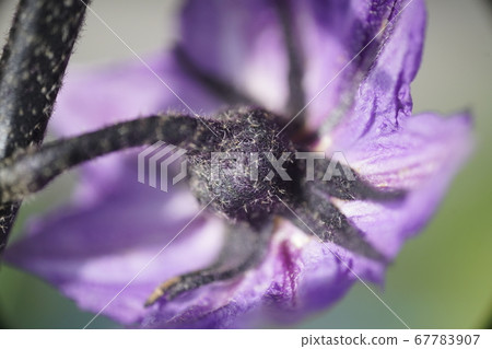 茄子花的背面 茄子花的背面 67783907