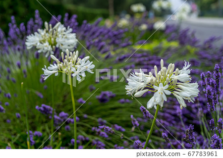 Close up Lavender and Allium flowers, growing along the road on green background. Close up Lavender and Allium flowers, growing along the road on green background. 67783961