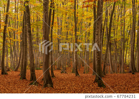 Niigata/Tokamachi/autumn beauty forest 67784231