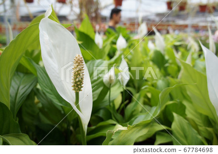 Spathiphyllum Kochii is native to tropical regions of the Americas and southeastern Asia. Certain species of Spathiphyllum are commonly known as spath or peace lilies. Planted in the plant nursery. Spathiphyllum Kochii is native to tropical regions of the Americas and southeastern Asia. Certain species of Spathiphyllum are commonly known as spath or peace lilies. Planted in the plant nursery. 67784698