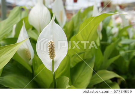 Spathiphyllum Kochii is native to tropical regions of the Americas and southeastern Asia. Certain species of Spathiphyllum are commonly known as spath or peace lilies. Planted in the plant nursery.  67784699