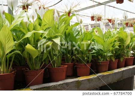 Spathiphyllum Kochii is native to tropical regions of the Americas and southeastern Asia. Certain species of Spathiphyllum are commonly known as spath or peace lilies. Planted in the plant nursery. Spathiphyllum Kochii is native to tropical regions of the Americas and southeastern Asia. Certain species of Spathiphyllum are commonly known as spath or peace lilies. Planted in the plant nursery. 67784700