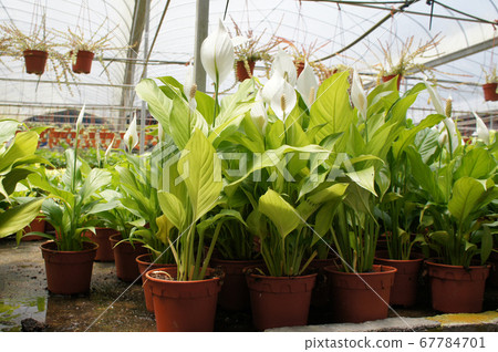 Spathiphyllum Kochii is native to tropical regions of the Americas and southeastern Asia. Certain species of Spathiphyllum are commonly known as spath or peace lilies. Planted in the plant nursery. Spathiphyllum Kochii is native to tropical regions of the Americas and southeastern Asia. Certain species of Spathiphyllum are commonly known as spath or peace lilies. Planted in the plant nursery. 67784701