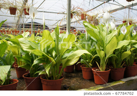 Spathiphyllum Kochii is native to tropical regions of the Americas and southeastern Asia. Certain species of Spathiphyllum are commonly known as spath or peace lilies. Planted in the plant nursery. Spathiphyllum Kochii is native to tropical regions of the Americas and southeastern Asia. Certain species of Spathiphyllum are commonly known as spath or peace lilies. Planted in the plant nursery. 67784702