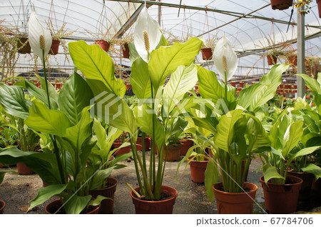 Spathiphyllum Kochii is native to tropical regions of the Americas and southeastern Asia. Certain species of Spathiphyllum are commonly known as spath or peace lilies. Planted in the plant nursery. Spathiphyllum Kochii is native to tropical regions of the Americas and southeastern Asia. Certain species of Spathiphyllum are commonly known as spath or peace lilies. Planted in the plant nursery. 67784706