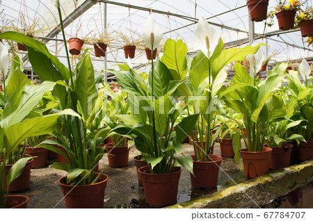 Spathiphyllum Kochii is native to tropical regions of the Americas and southeastern Asia. Certain species of Spathiphyllum are commonly known as spath or peace lilies. Planted in the plant nursery. Spathiphyllum Kochii is native to tropical regions of the Americas and southeastern Asia. Certain species of Spathiphyllum are commonly known as spath or peace lilies. Planted in the plant nursery. 67784707