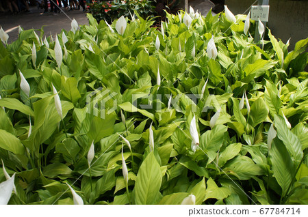 Spathiphyllum Kochii is native to tropical regions of the Americas and southeastern Asia. Certain species of Spathiphyllum are commonly known as spath or peace lilies. Planted in the plant nursery. Spathiphyllum Kochii is native to tropical regions of the Americas and southeastern Asia. Certain species of Spathiphyllum are commonly known as spath or peace lilies. Planted in the plant nursery. 67784714