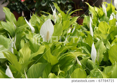 Spathiphyllum Kochii is native to tropical regions of the Americas and southeastern Asia. Certain species of Spathiphyllum are commonly known as spath or peace lilies. Planted in the plant nursery. Spathiphyllum Kochii is native to tropical regions of the Americas and southeastern Asia. Certain species of Spathiphyllum are commonly known as spath or peace lilies. Planted in the plant nursery. 67784715