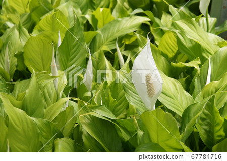 Spathiphyllum Kochii is native to tropical regions of the Americas and southeastern Asia. Certain species of Spathiphyllum are commonly known as spath or peace lilies. Planted in the plant nursery. Spathiphyllum Kochii is native to tropical regions of the Americas and southeastern Asia. Certain species of Spathiphyllum are commonly known as spath or peace lilies. Planted in the plant nursery. 67784716