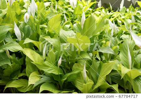 Spathiphyllum Kochii is native to tropical regions of the Americas and southeastern Asia. Certain species of Spathiphyllum are commonly known as spath or peace lilies. Planted in the plant nursery. Spathiphyllum Kochii is native to tropical regions of the Americas and southeastern Asia. Certain species of Spathiphyllum are commonly known as spath or peace lilies. Planted in the plant nursery. 67784717
