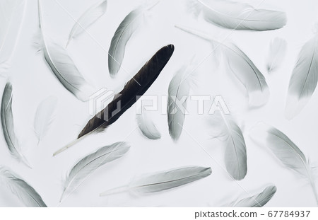 Different feathers of birds, gulls, pigeons. A gentle flying pattern. 67784937