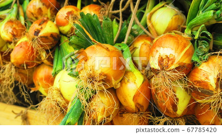 Landscape of shaded onions 67785420