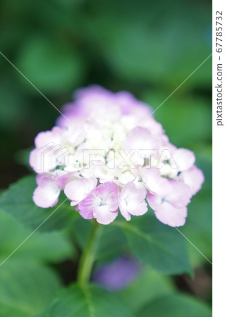 Hydrangea hydrangea 67785732