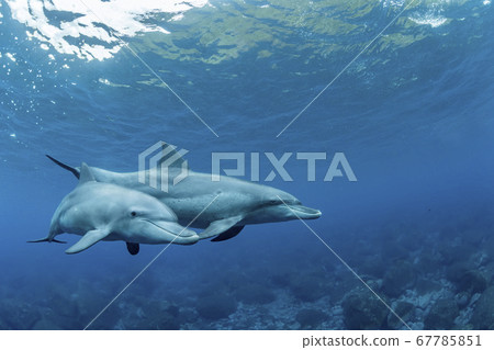 南海手海豚 67785851