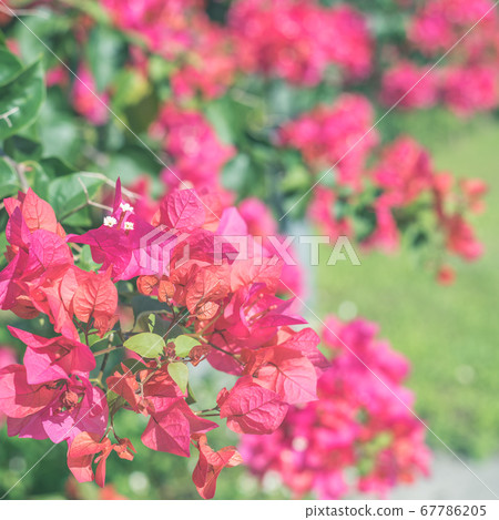 red bougainvillea flowers 67786205