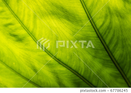 green alocasia odora leaf 67786245