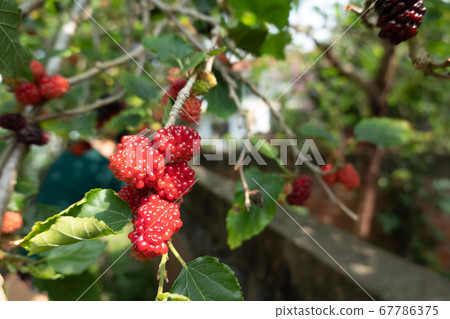 mulberry on the tree 67786375