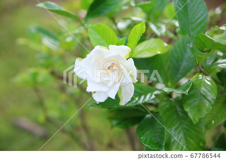 Gardenia flower　 67786544