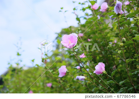 Mukugawa no Hana 67786546