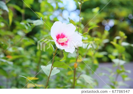 Mukugawa no Hana 67786547