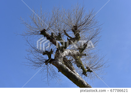 冬樹 冬樹 67786621