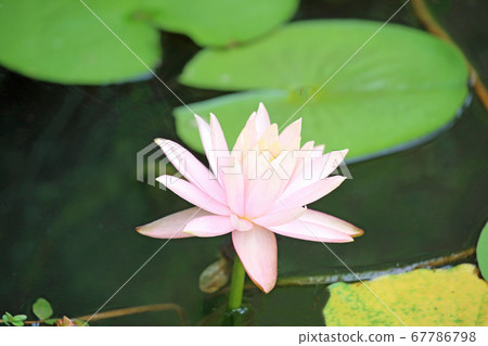 Water lily flowers 67786798