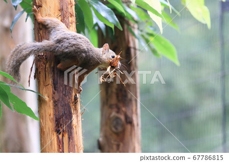 Japanese squirrel collecting nest materials 67786815